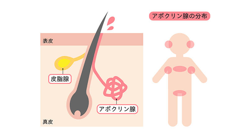 アポクリン汗腺