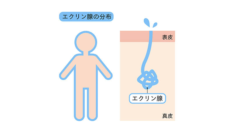 エクリン汗腺