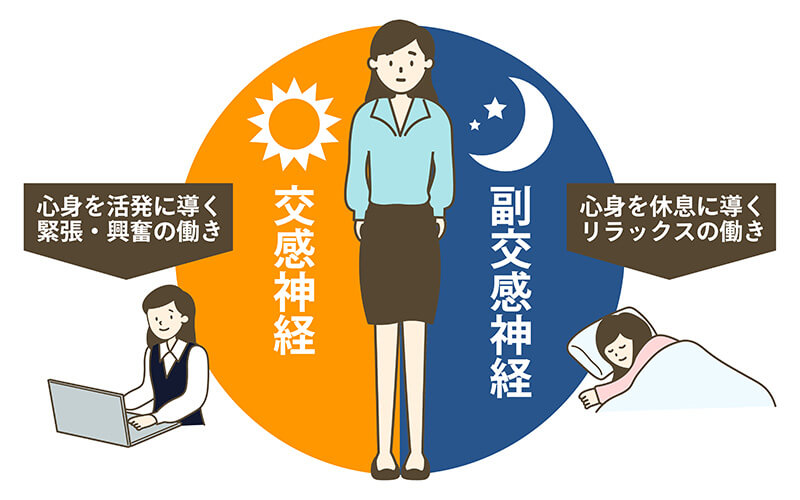 自律神経 交感神経 副交感神経